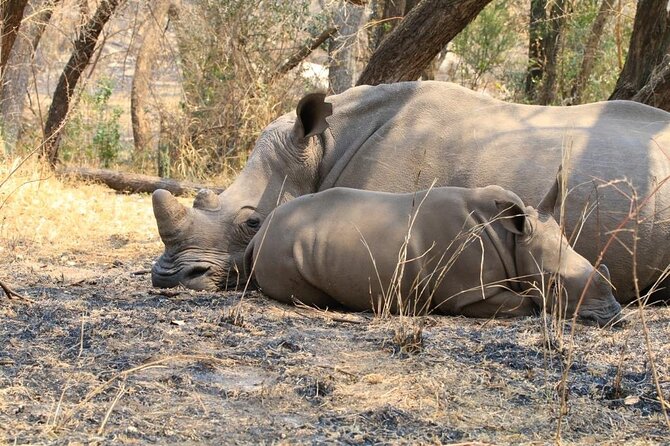 Matobo Rhino Encounter - Booking and Cancellation