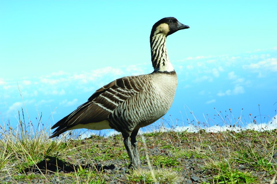 Maui: Haleakala National Park Sunset Tour - Important Considerations