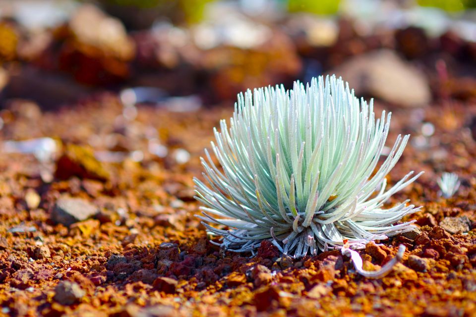 Maui: Haleakala Sunrise Eco Tour With Breakfast - Haleakala National Park Exploration