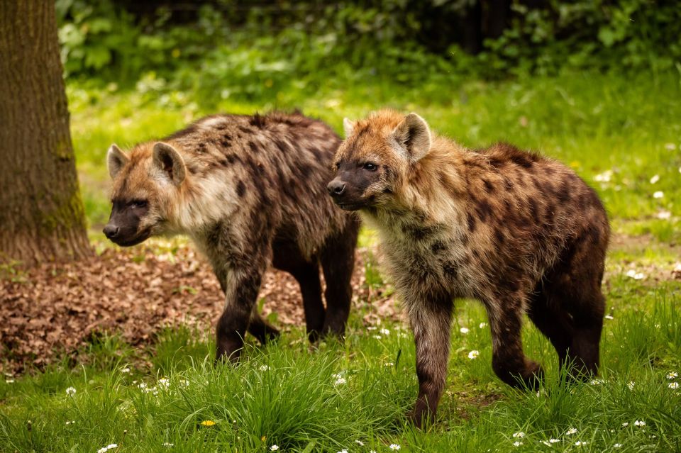 Mechelen: Planckendael ZOO Entry Ticket - Important Guidelines