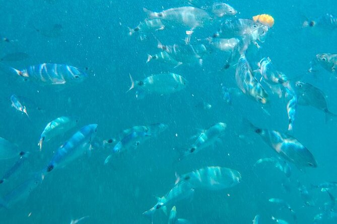 Medulin: Glass Boat Tour Experience to Kamenjak With Mermaid - Explore Kamenjak