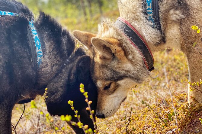 Meet Taivas & the Arctic Wolves - Private Tour - Safety and Participation Guidelines