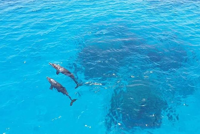 Meet the Dolphins in Snorkeling Tour - Snorkeling Experience