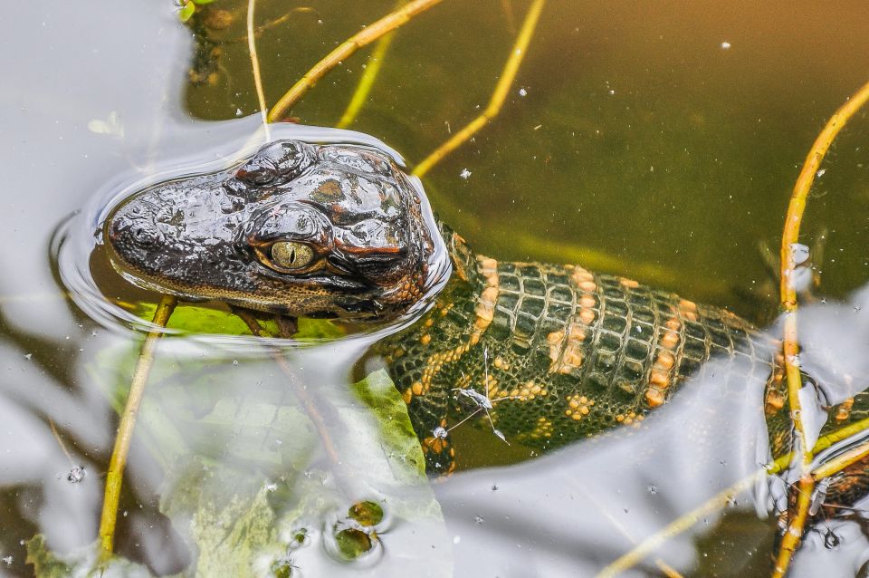 Miami: Everglades Safari Park Airboat Tour - Wildlife and Nature Show