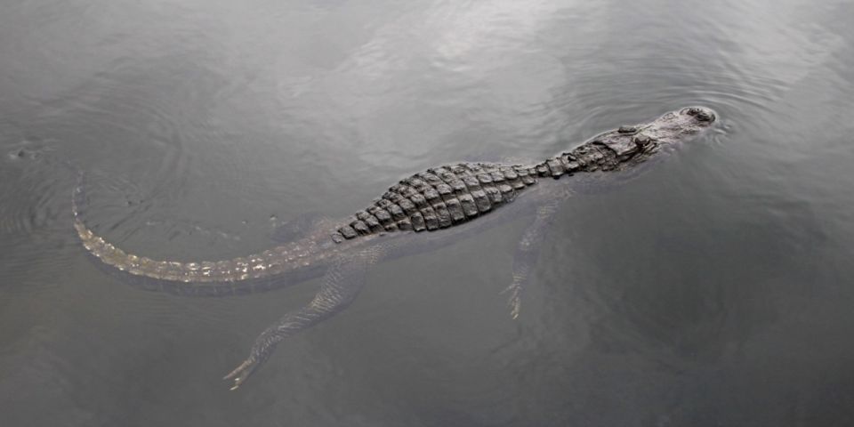 Miami: Small Group Everglades Express Tour With Airboat Ride - Airboat Ride Experience