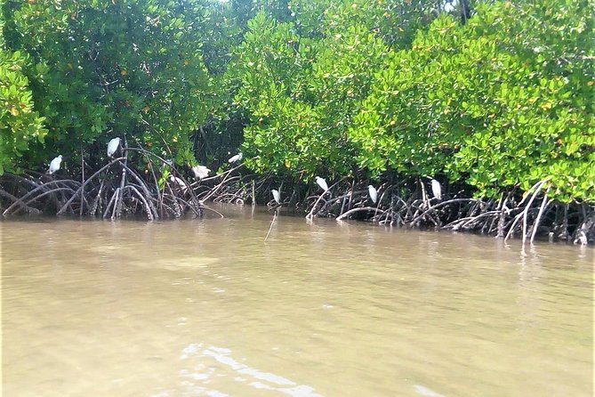 Mida Creek Boardwalk and Canoa Ride - Learning About the Ecosystem