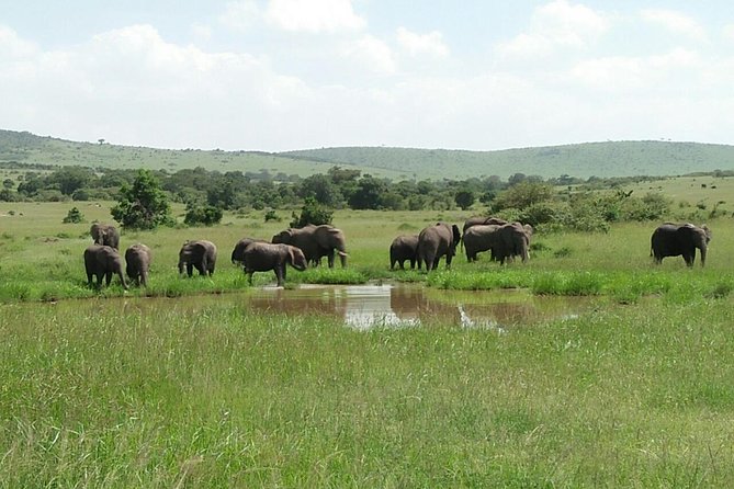 Mikumi National Park Full Day Tour From Dar Es Sallam - Duration and Timing