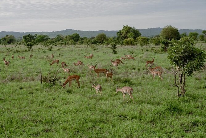 Mikumi Safari Tour: Day Trip Return Flight From Zanzibar - Trip Duration and Schedule