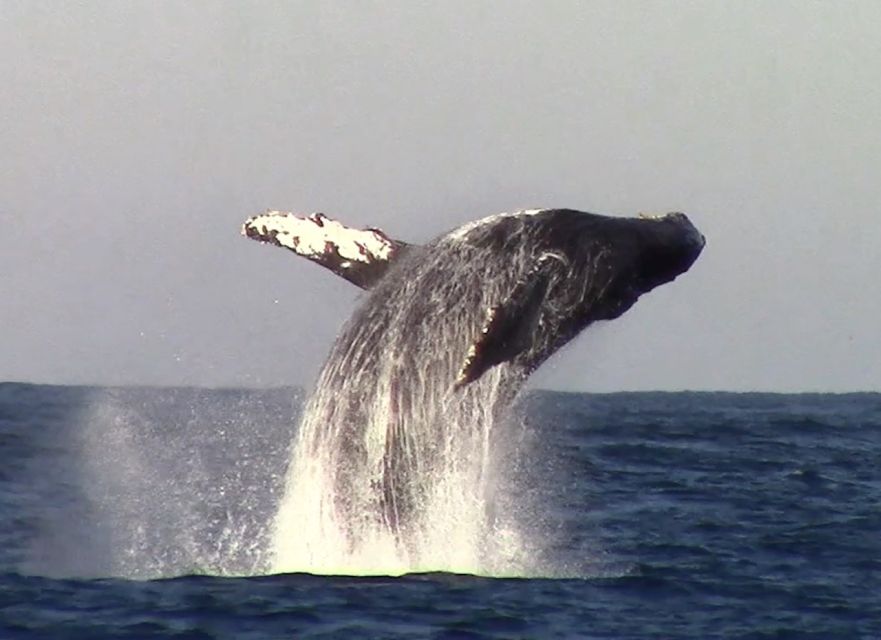 Monterey: Monterey Bay Dolphin and Whale Watching Boat Tour - What to Bring and Important Information