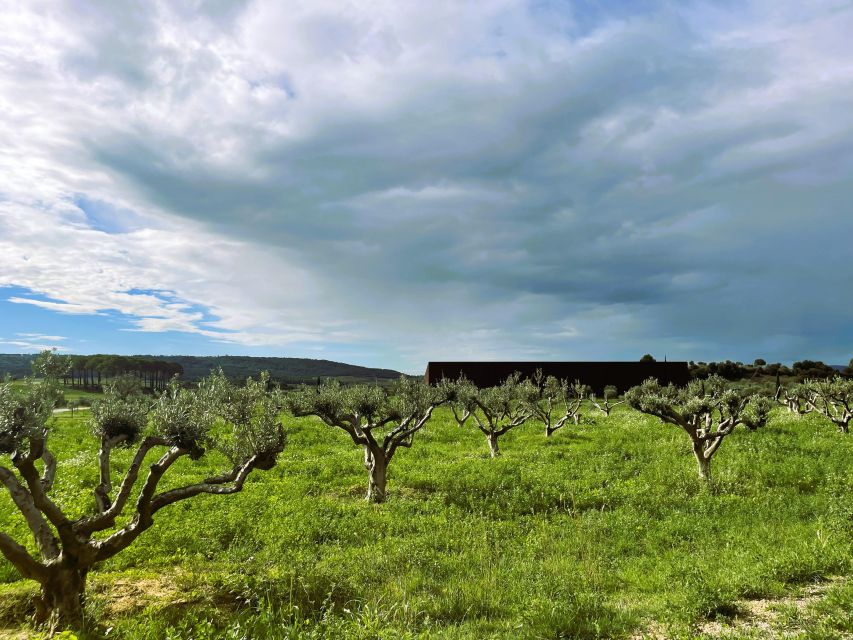 Montpellier : Visit Lavender Field and an Olive Oil Mill - Experiencing Olive Oil Production