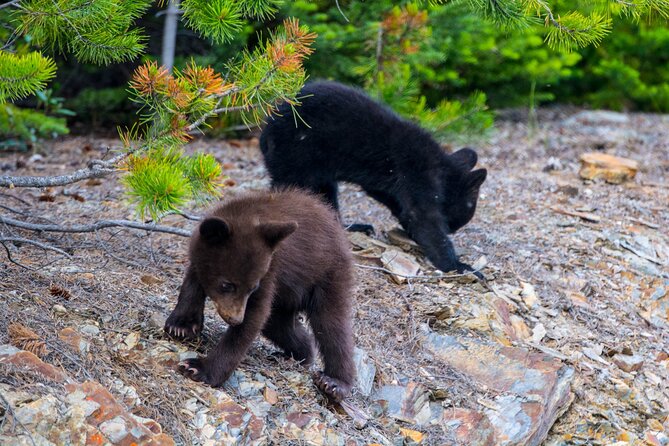 Morning Jasper National Park Wildlife Tour - Wildlife Viewing