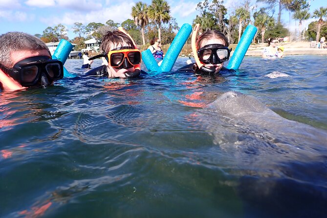 Most Popular 3hr Manatee Swim Tour + In-Water Guide! - Guest Reviews and Experiences