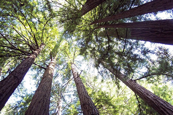 Muir Woods Tour of California Coastal Redwoods - Ancient Redwood Groves Exploration