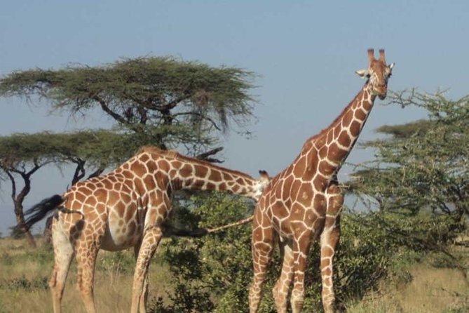 Nairobi National Park, Elephant Orphanage, Giraffe Centre,Karen Blixen Day Tour - Transportation Provided