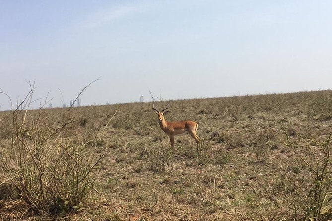 Nairobi National Park Game Drive. Free Airport Pick / Drop Off. - Maximum Group Size