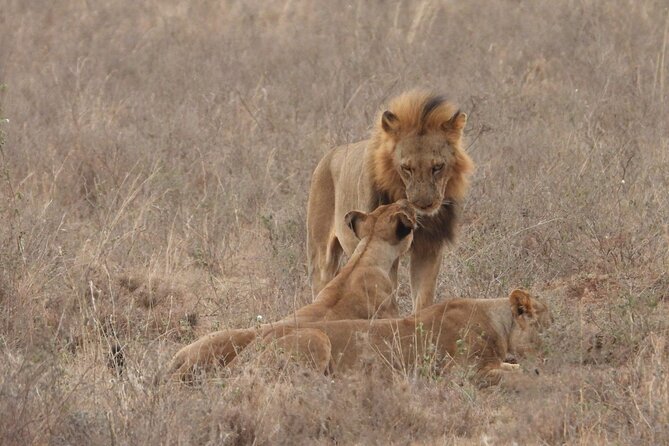 Nairobi National Park Group Shared Tour - Pricing and Guarantees