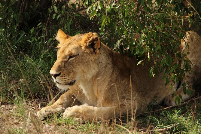 Nairobi National Park Private Safari - Additional Important Information