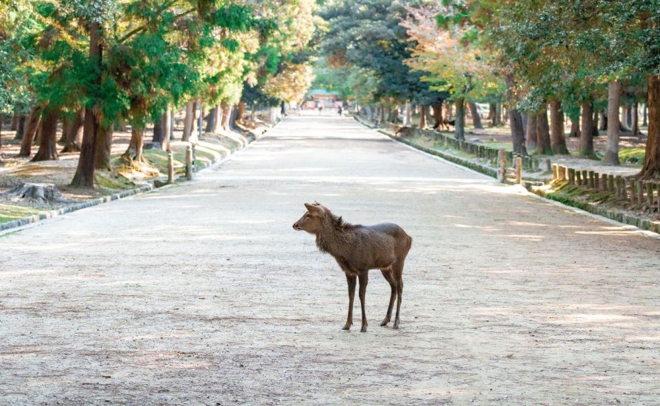 Nara: Private City Tour With A Local Guide - Customer Feedback