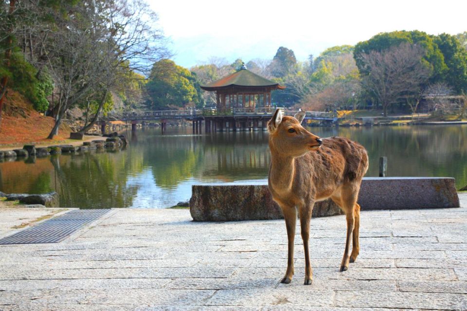 Nara's Historical Wonders: A Journey Through Time and Nature - Natural Attractions