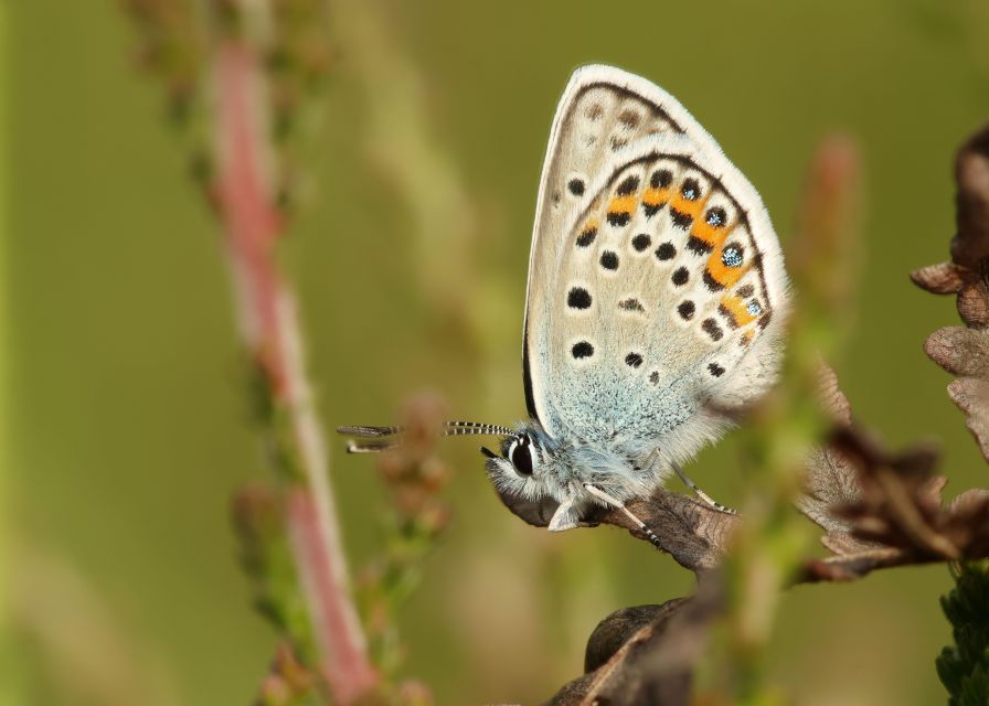 New Forest Explorer Walk (Hampton Ridge) - Nonprofit Supporting Wildlife Research