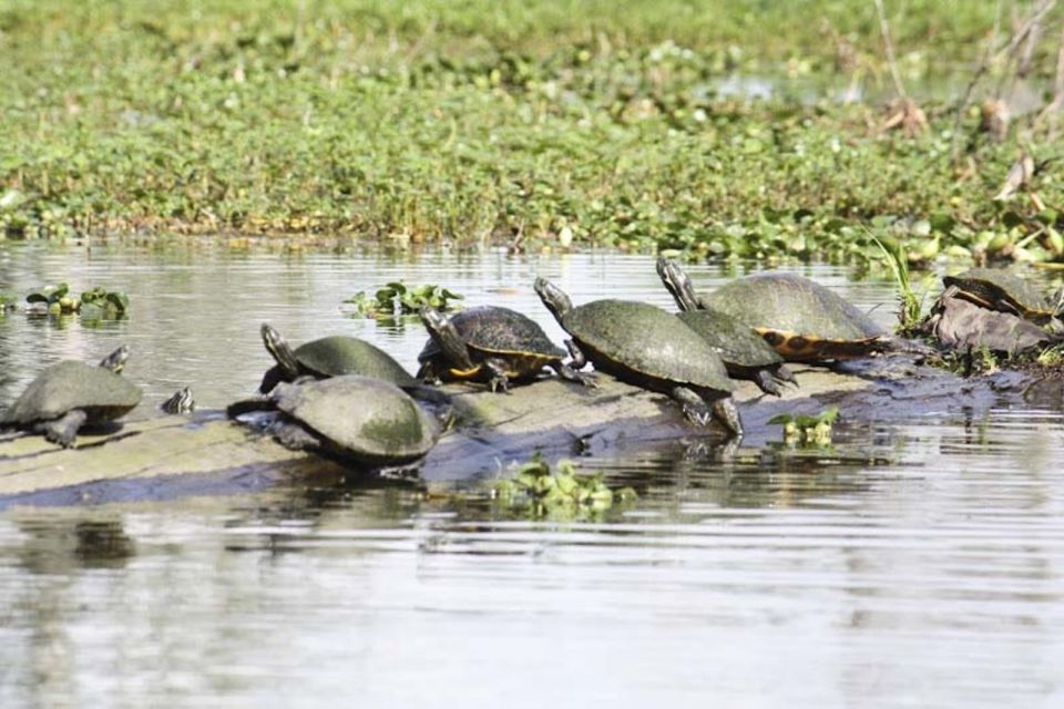 New Orleans: High Speed 16 Passenger Airboat Ride - Wildlife Encounters