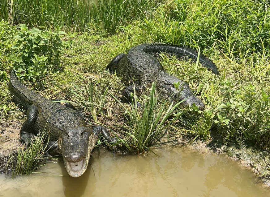 New Orleans: Oak Alley or Laura Plantation & Airboat Tour - Plantation Options: Oak Alley or Laura