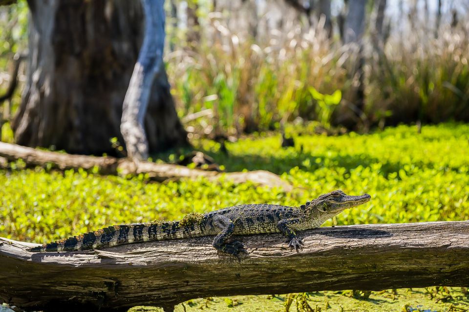 New Orleans: Oak Alley Plantation & Swamp Cruise Day Trip - Entry Tickets and Inclusions