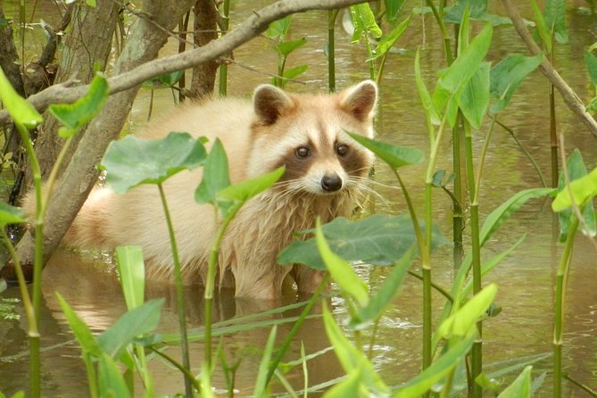 New Orleans Swamp and Bayou Boat Tour With Transportation - Traveler Reviews and Ratings