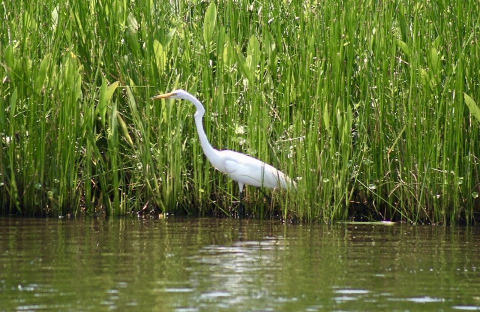 New Orleans: Swamp Tour on Covered Pontoon Boat - Tour Inclusions