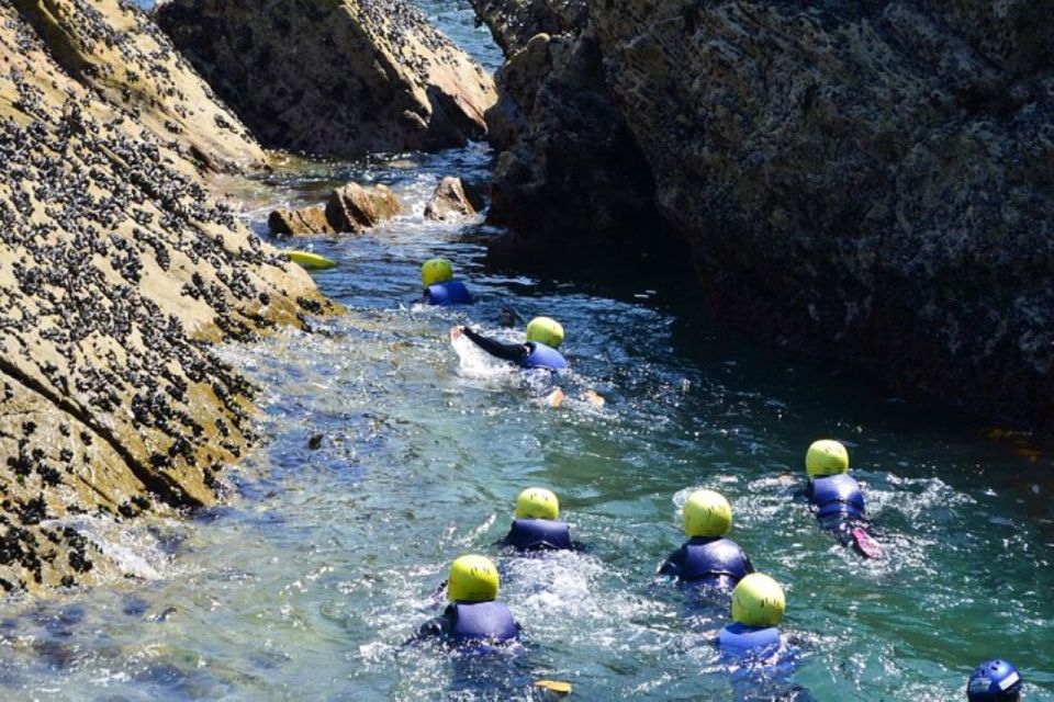 Newquay: Coasteering - Encountering Marine Wildlife