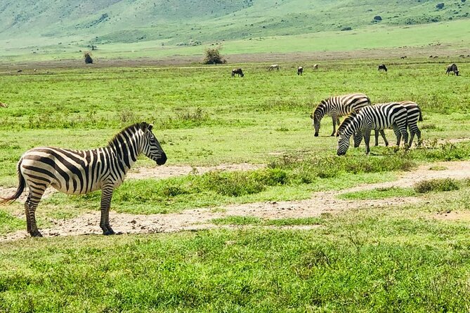 Ngorongoro Crater Day Trip - Highlights From Traveler Reviews