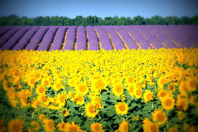 Nice: Gorges of Verdon and Fields of Lavender Tour - Moustiers Sainte-Marie