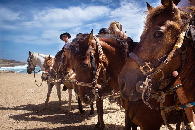 North Coast and Countryside Horseback Riding Tour in Aruba - Confirmation and Accessibility