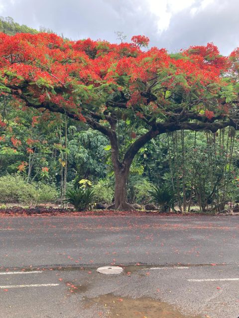 North Shore Haleiwa & Waimea Falls Valley Of The Priests! - Scenic Drive to Waimea Valley