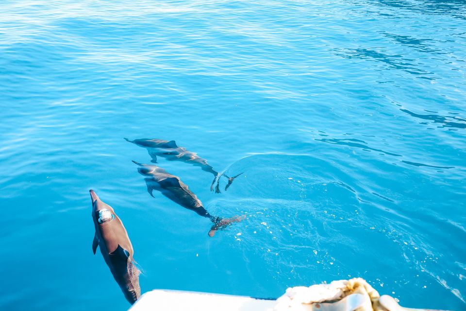 Oahu: Dolphin Watch, Turtle Snorkel, Waterslide Activities, - Inclusions