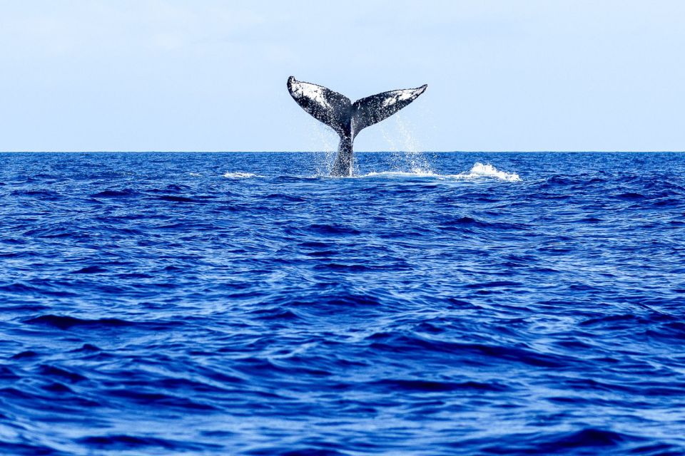 Oahu: Eco-Friendly West Coast Whale Watching Cruise - Frequently Asked Questions