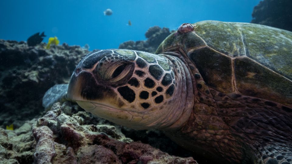 Oahu: Honolulu Turtle Canyon Snorkeling Tour - What to Bring