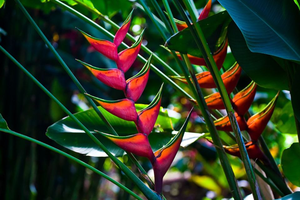 Oahu: Manoa Falls Waterfall Hike With Lunch and Transfers - Lunch and Scenic Views