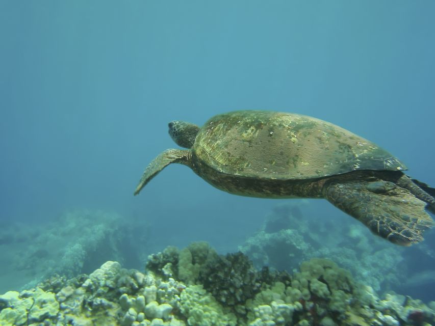 Oahu: Waikiki Snorkel and Sailing Day Trip With Lunch - Frequently Asked Questions