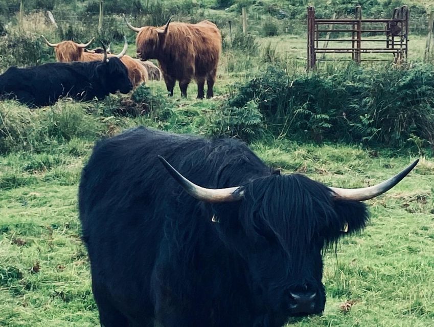 Oban: Isla of Mull and Iona Tour - Isle of Iona Exploration