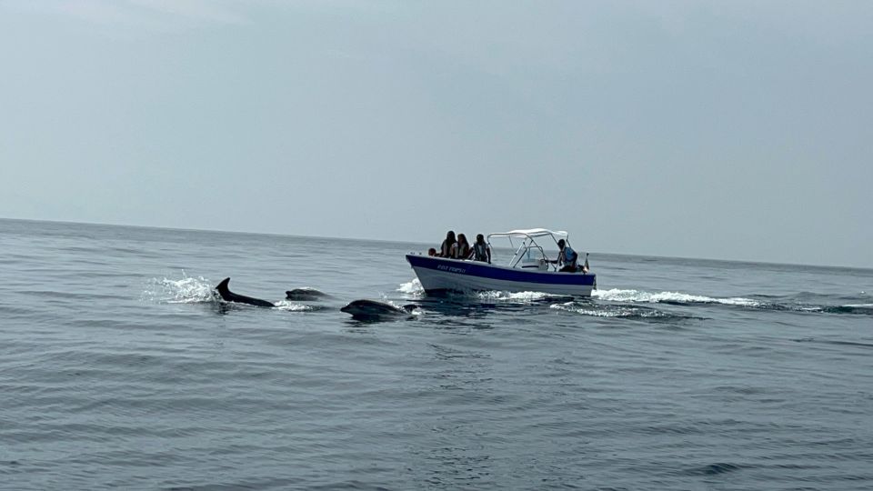 Olhão - Dolphin and Other Species Safari Watching - Customer Feedback