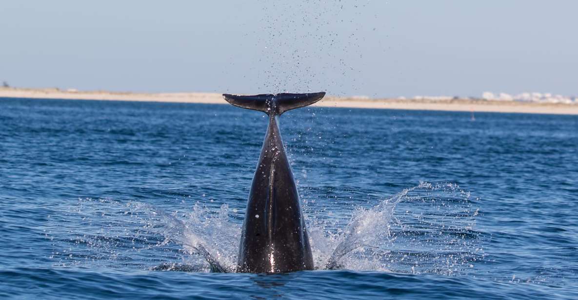 Olhão: Dolphin Observation - Inclusions and Restrictions