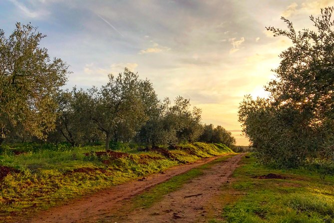 Olive Oil Farm Tour With Tasting From Seville - Olive Oil Production Process