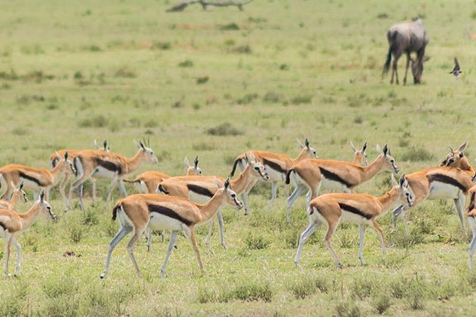 Olpejeta, Lake Naivasha, Masai Mara 5 Days Private Kenya Jeep Tour - Boat Safari on Lake Naivasha