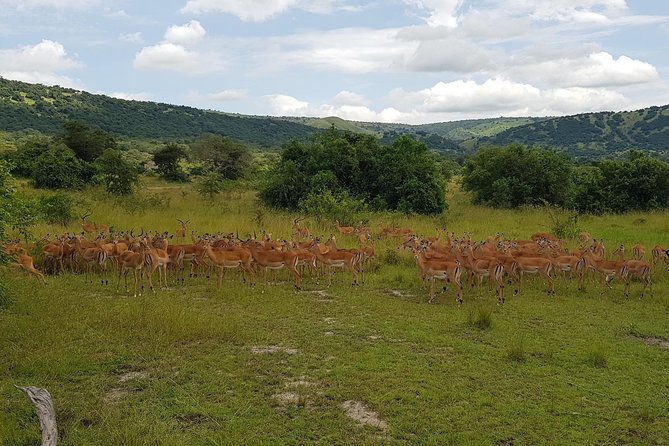 One-Day Akagera National Park Game Drive With a Choice 4x4 - Pickup and Drop-off