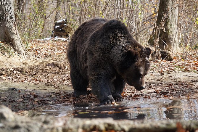 One Day Trip Bear Sanctuary, Dracula Castle, Rasnov Fortress From Brasov - Bear Sanctuary in Zarnesti