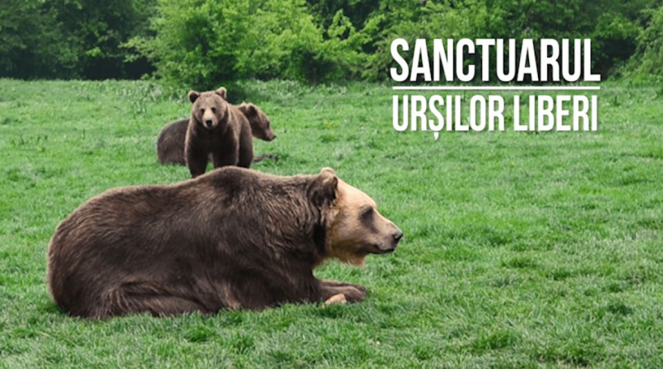 One Day Trip Bear Sanctuary, Dracula Castle, Rasnov Fortress - Transportation and Logistics