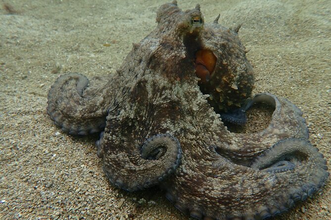 Open Water Diver Course in Arrabida Natural Park (Near Lisbon) - Policies and Restrictions