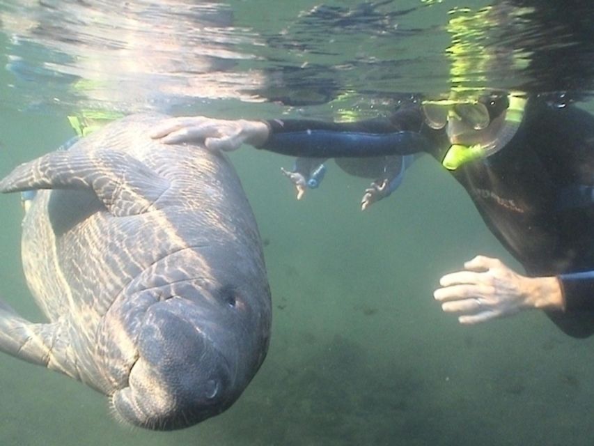 Orlando: Swim With Manatees and Homosassa State Park Visit - Pricing and Booking