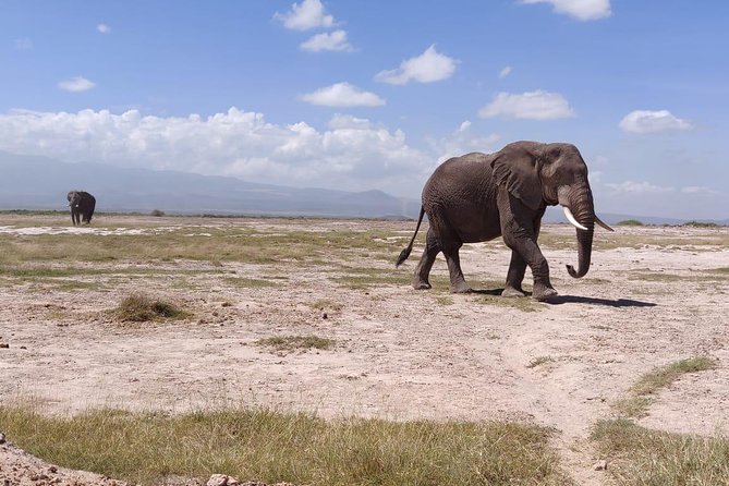 Overnight Safari to Amboseli National Park - Park Entrance and Activities